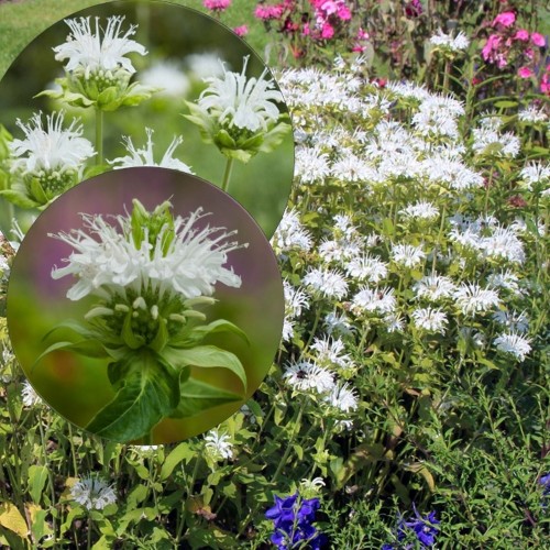 Monarda 'Schneewittchen' - Monarda 'Schneewittchen' P9/0,55L 